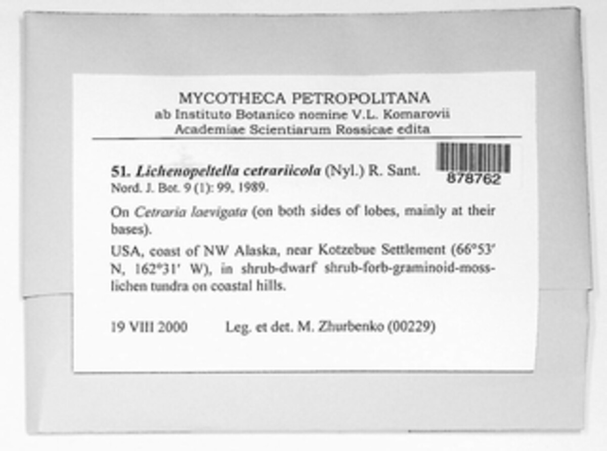 Lichenopeltella cetrariicola image
